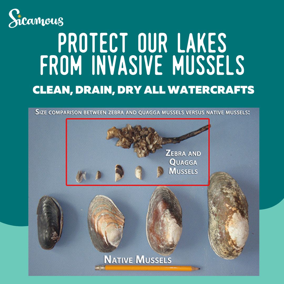 protect-our-lakes-from-invasive-mussels-news-district-of-sicamous